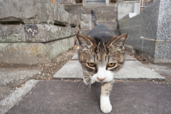 妙本寺の猫