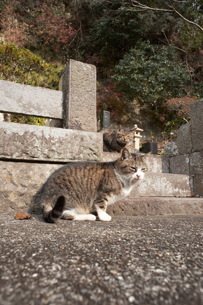 妙本寺の猫